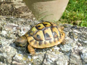Griechische Landschildkröten