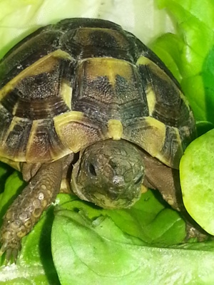 Griechische Landschildkröten