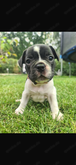 3 Französische Bulldoggen Bulldogge welpen dürfen in ihr neues zuhause