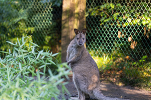 Wallaby Zuchtpaar (3-jährig) zu verkaufen