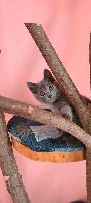 Reinrassige Kartäuser Kitten