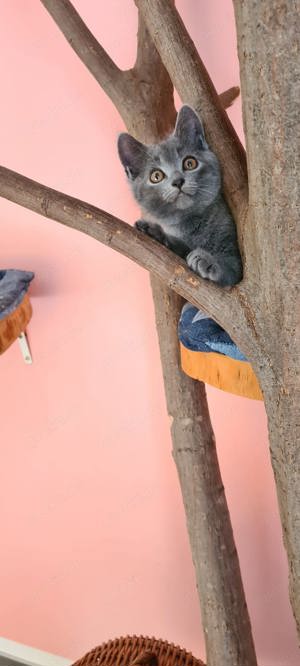 Reinrassige Chartreux Kitten (Weibchen) suchen neues Zuhause