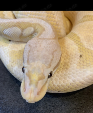 1,0 Königspython Super Pastel Coral Glow het Genetic Stripe