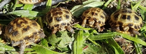 Vierzehen-, Steppen- Landschildkröten Nachzuchten