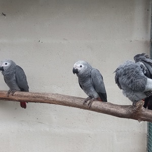 Graupapagein 3 Hennen abzugeben 