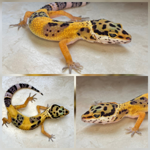 0.1 Afghan Tangerine het Radar Leopardgecko Weibchen