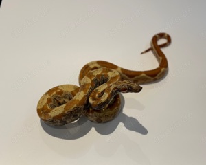 1,0 Sunglow VPI Aztec IMG Boa constrictor 