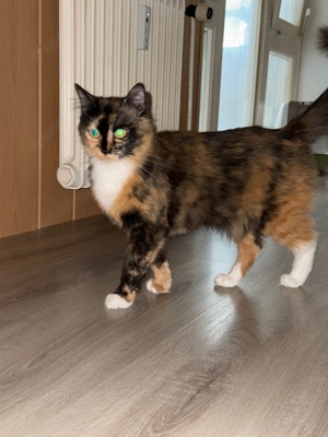 maine - coon katze 