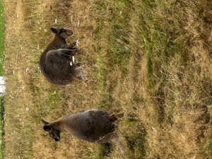 Wallaby Bennett Känguru 