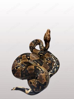 0.1 Boa constrictor imperator 