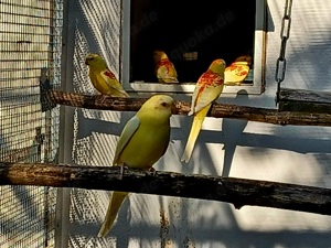 suche Singsittich Henne in rubino orange Bild 2