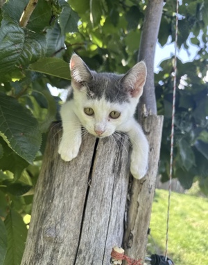 Kater in liebevolle Hände abzugeben 