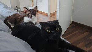 BKH und EKH Kater suchen neues Zuhause