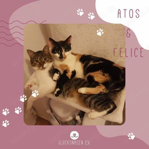 Katzen Atos und Felice suchen dringend ein neues Zuhause