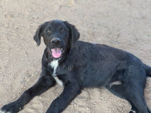 Berto sucht sein Zuhause (noch auf Sardinien)