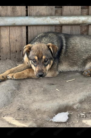 Zauberhafte Toffee wird ein Traumhund