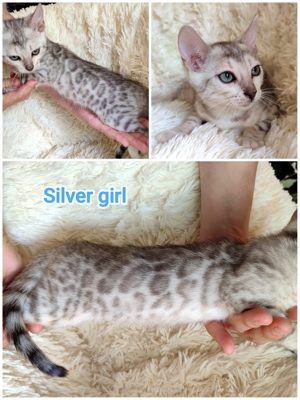 Bengal kitten, Silver Silber Bengal kitten suchen ein schönes Zuhause