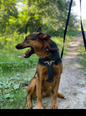 Traumhund Rufus verdient soo viel- Vor allen ein Heim