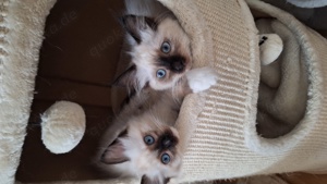 Ragdoll Kitten abgabebereit 