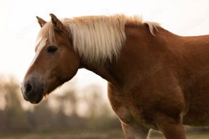 Pflegebeteiligung gesucht (Pferd sucht Mensch)