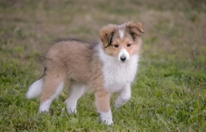 Sheltiewelpen Hündinnen und Rüden