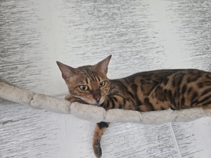 Bengal Katze