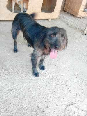 Maxi wurde im Müll entsorgt - er hat Glück verdient Bild 5