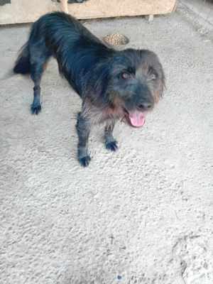 Maxi wurde im Müll entsorgt - er hat Glück verdient Bild 4