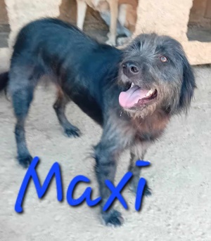 Maxi wurde im Müll entsorgt - er hat Glück verdient Bild 2