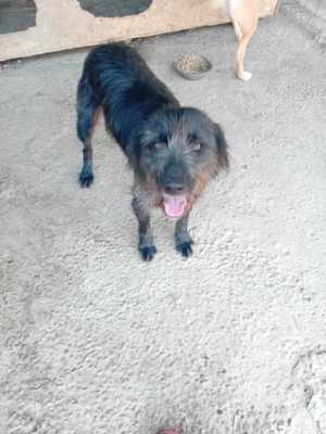 Maxi wurde im Müll entsorgt - er hat Glück verdient Bild 3