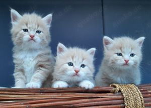 Verschmuste Sibirische Katzenkinder in diversen Farben