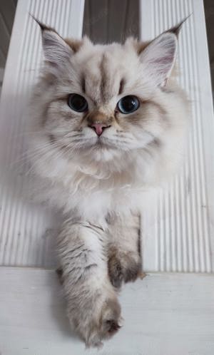 Wunderschöne BLH seal golden tabby point Katze mit Zuchtrecht