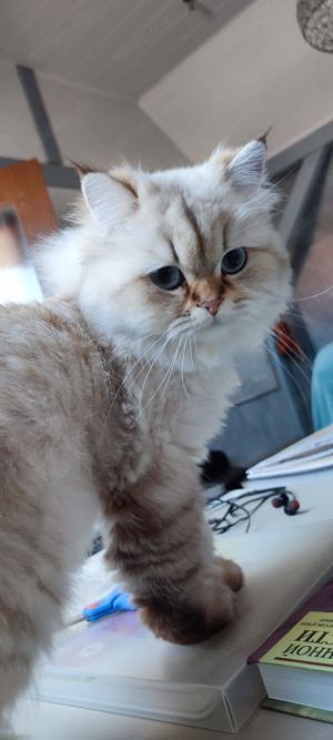 Wunderschöne BLH seal golden tabby point Katze mit Zuchtrecht