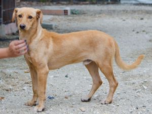 COOPER sucht liebevolle Familie Bild 4