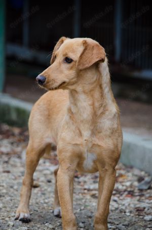 COOPER sucht liebevolle Familie Bild 3