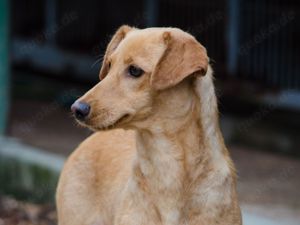 COOPER sucht liebevolle Familie Bild 5