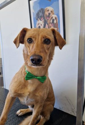 COOPER sucht liebevolle Familie Bild 2