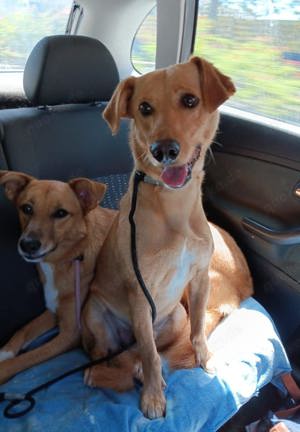 COOPER sucht liebevolle Familie Bild 8