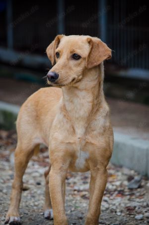 COOPER sucht liebevolle Familie Bild 6