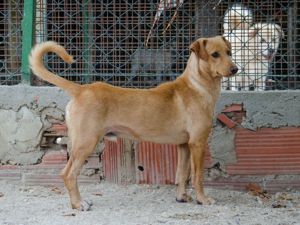 COOPER sucht liebevolle Familie Bild 7