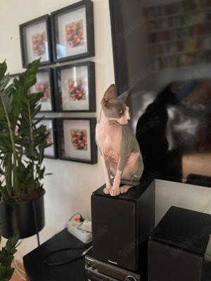 Canadian Sphynx