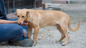 COOPER sucht liebevolle Familie Bild 10