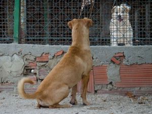 COOPER sucht liebevolle Familie Bild 9