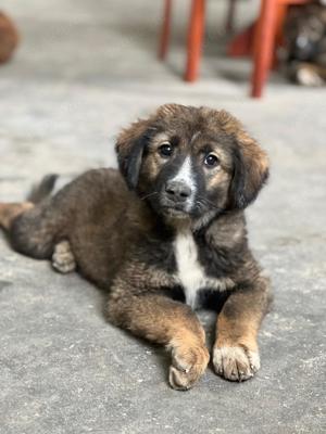 Bordercolly   Schäferhund Mix Welpen 