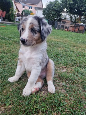 Australian Shepherd Welpen