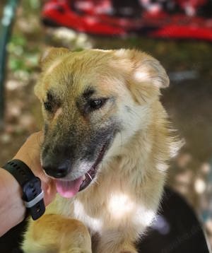 Cody, 3 Jahre, menschenbezogen, freundlich 