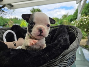 Französische Bulldogge Welpen 