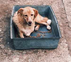 Blondi hätte gerne ein richtiges Zuhause Bild 2