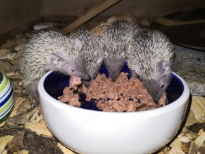 Echinops Telfairi kleiner Igeltanrek Bild 3