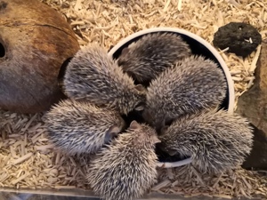 Echinops Telfairi kleiner Igeltanrek Bild 2